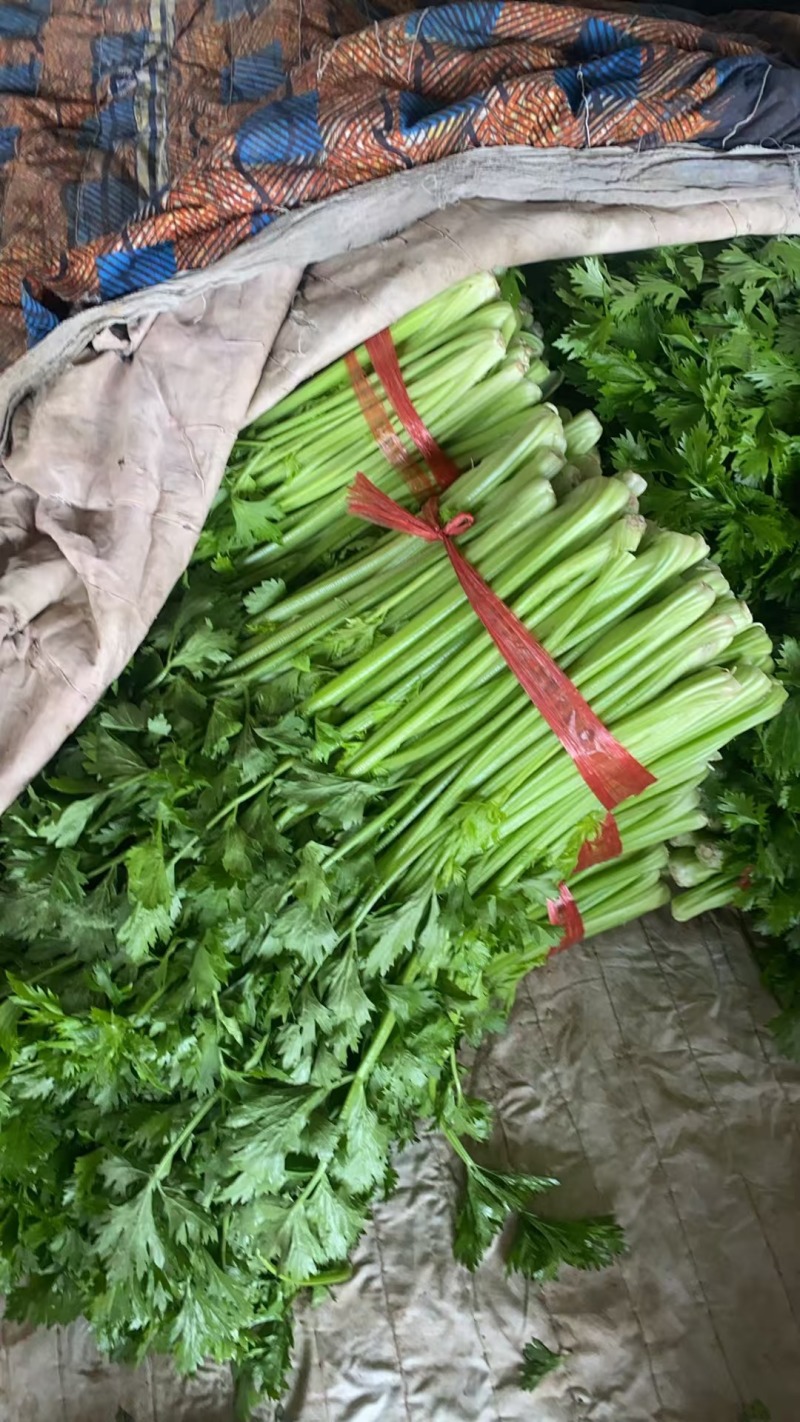 精品芹菜粗细均匀产地直发全国大量供应可视频看货