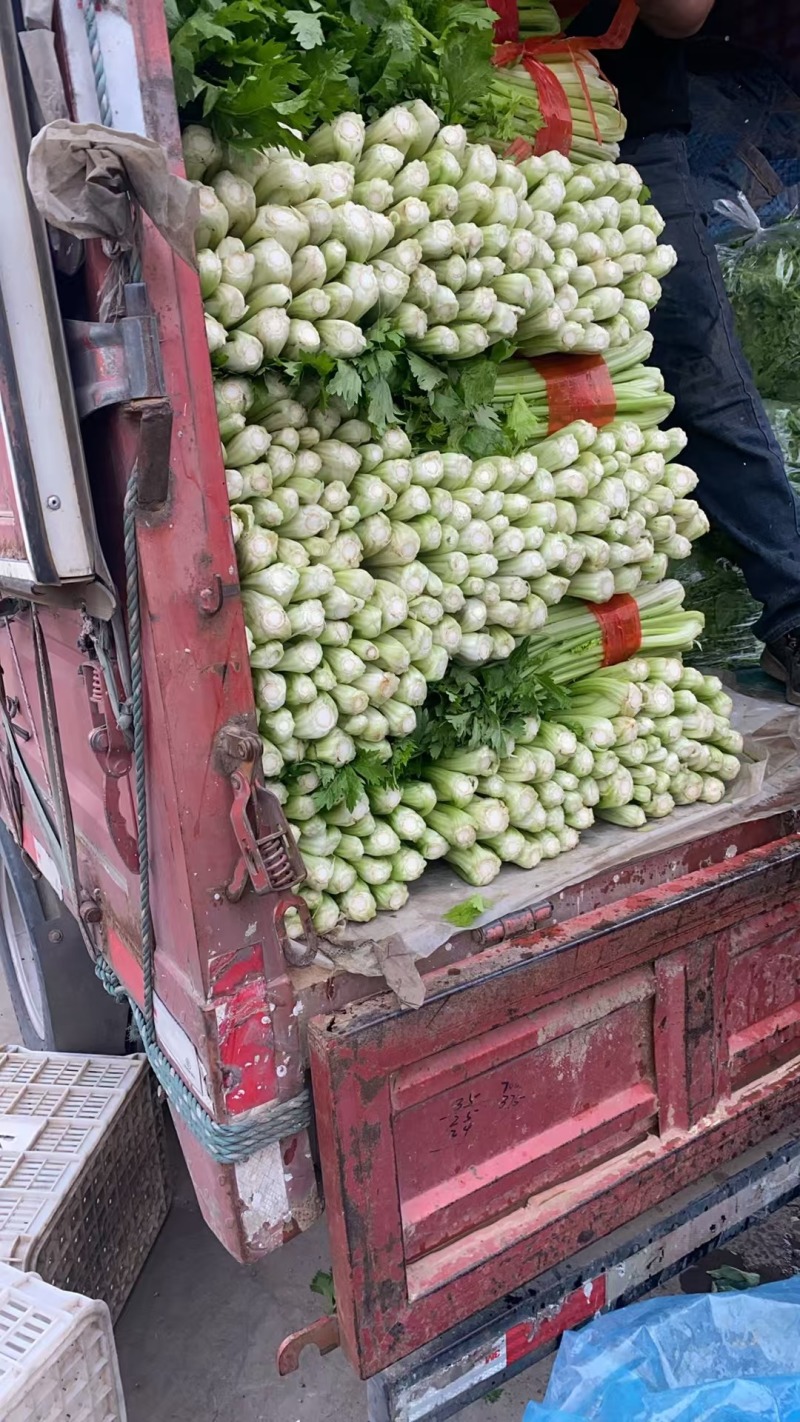 精品芹菜粗细均匀产地直发全国大量供应可视频看货