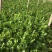 精品芹菜粗细均匀产地直发全国大量供应可视频看货