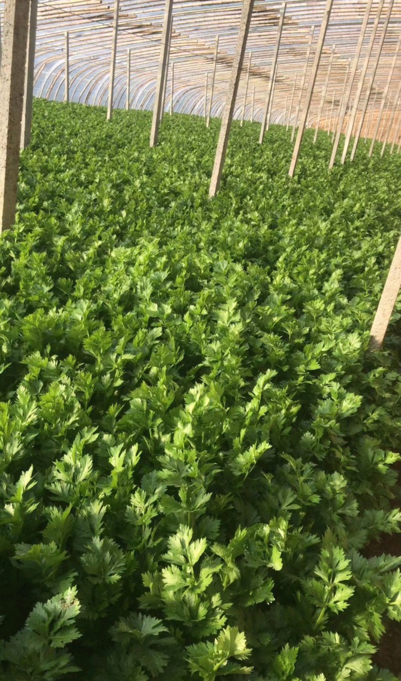 精品芹菜粗细均匀产地直发全国大量供应可视频看货