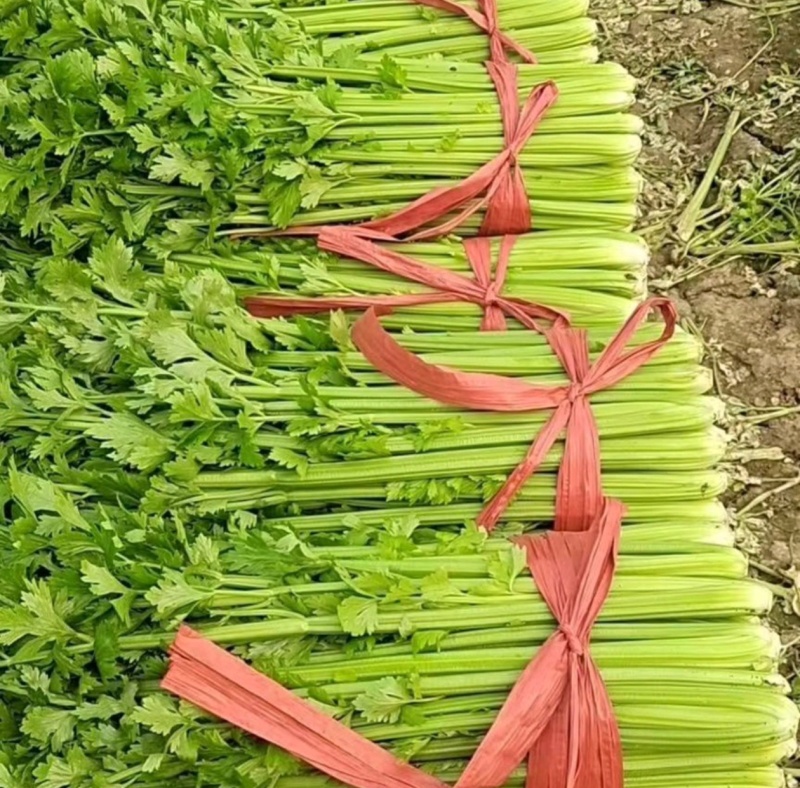 精品芹菜粗细均匀产地直发全国大量供应可视频看货