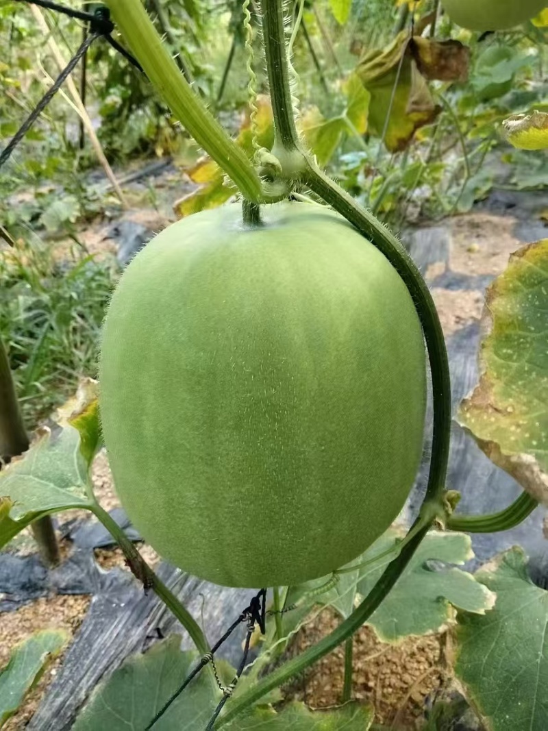 香芋冬瓜