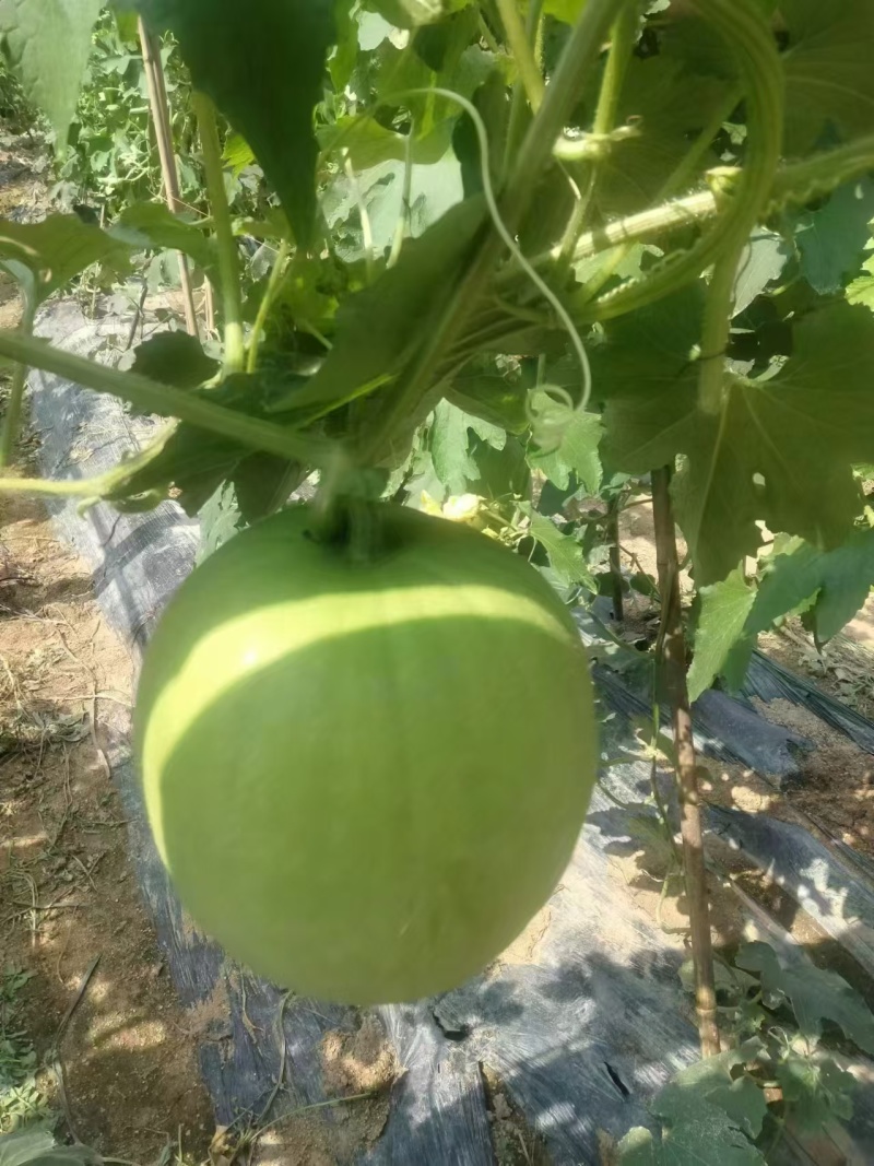 香芋冬瓜