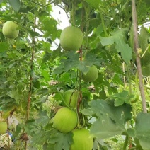 香芋冬瓜