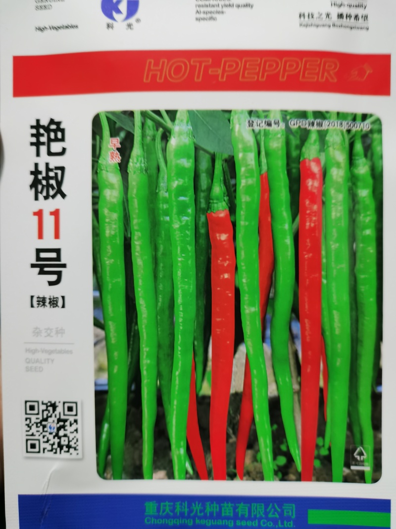 艳椒11号香辣66干鲜两用高辣度香辣抗病一代杂交