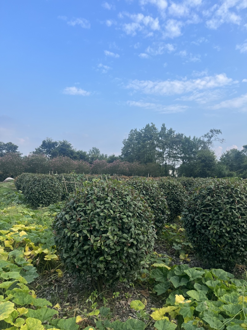 红叶石楠球低价处理！苗木清仓处理，成都红叶石楠种植基地