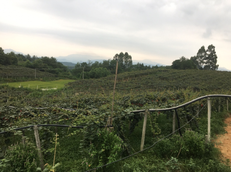 徐闻红心猕猴桃