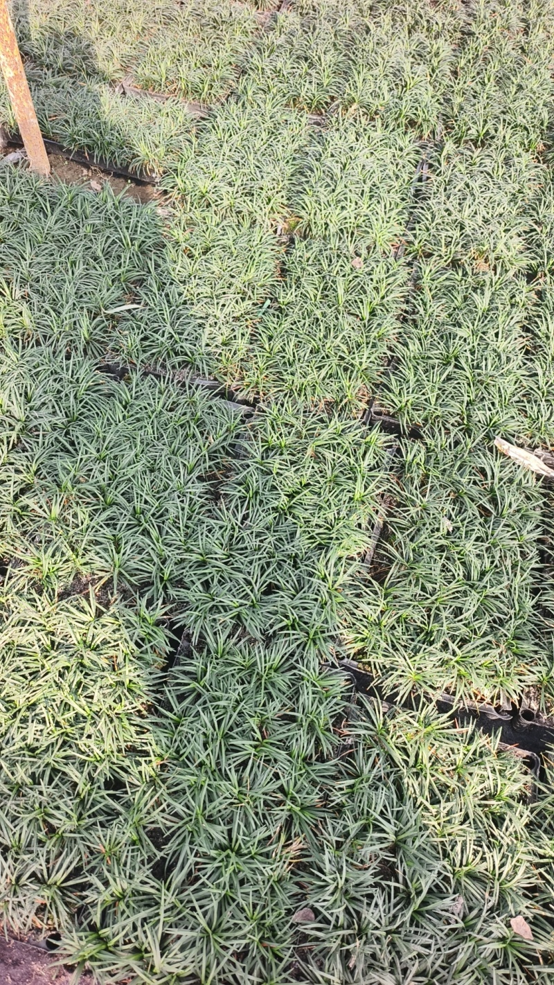 金叶过路黄基地规格齐全大量供应量大价优