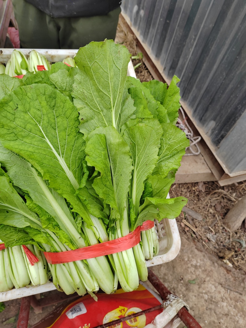 小白菜有需要的可以联系我有市场货有电商货