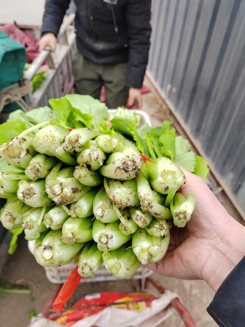 小白菜有需要的可以联系我有市场货有电商货