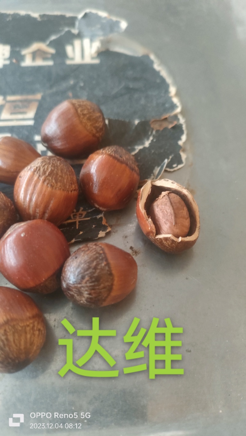 精品长毛大果榛子质量保证量大从优诚信经营欢迎咨询