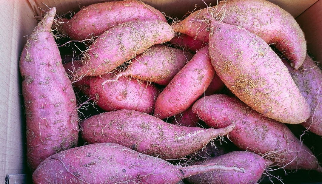 济薯25红薯商品化包装与展销场景图