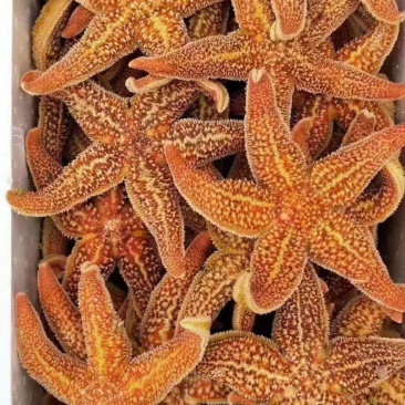 海星规格齐全，价格便宜，货源充足，高品质，个个肥