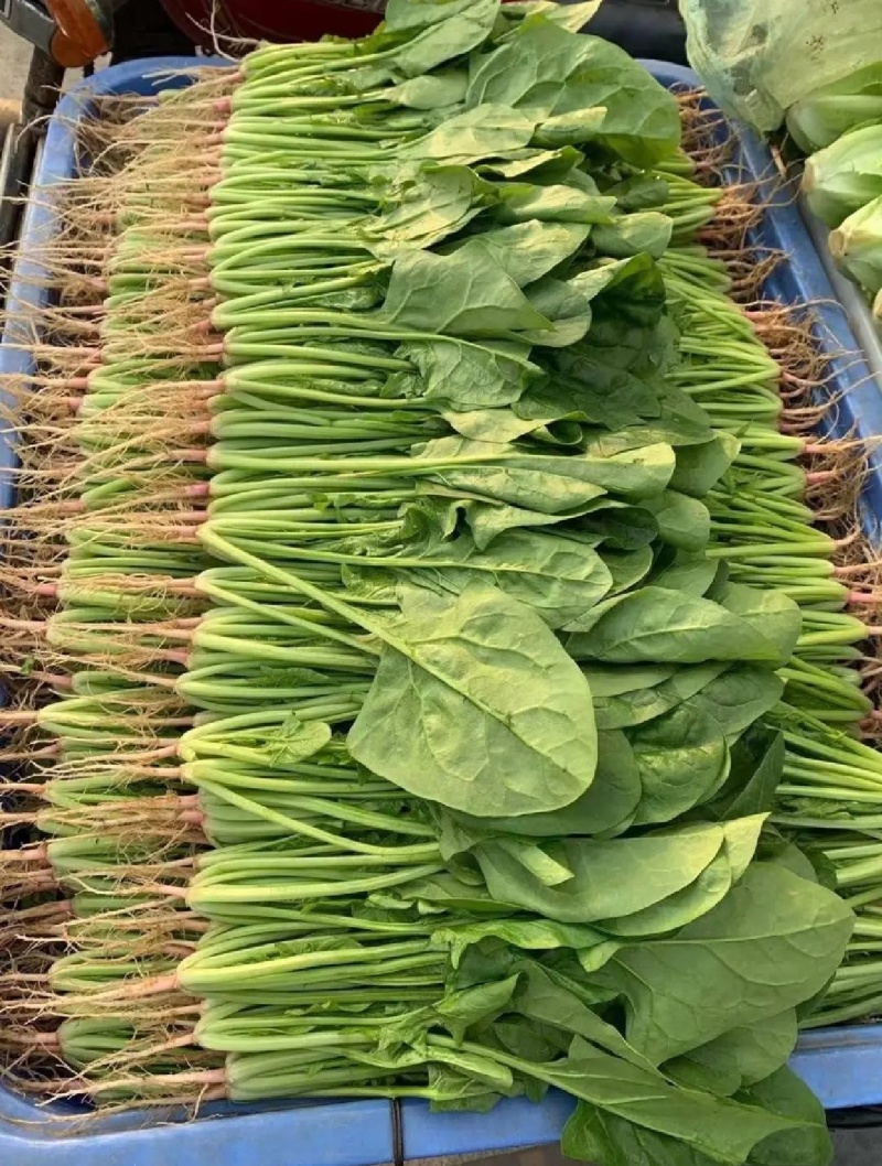 大叶菠菜
