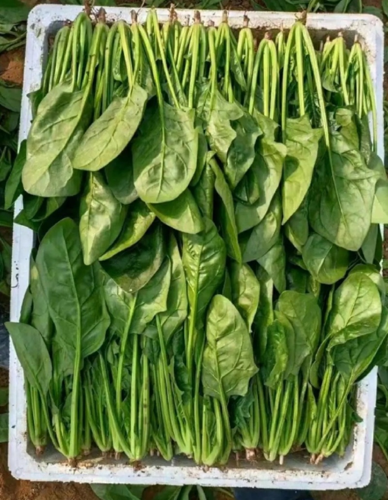 大叶菠菜