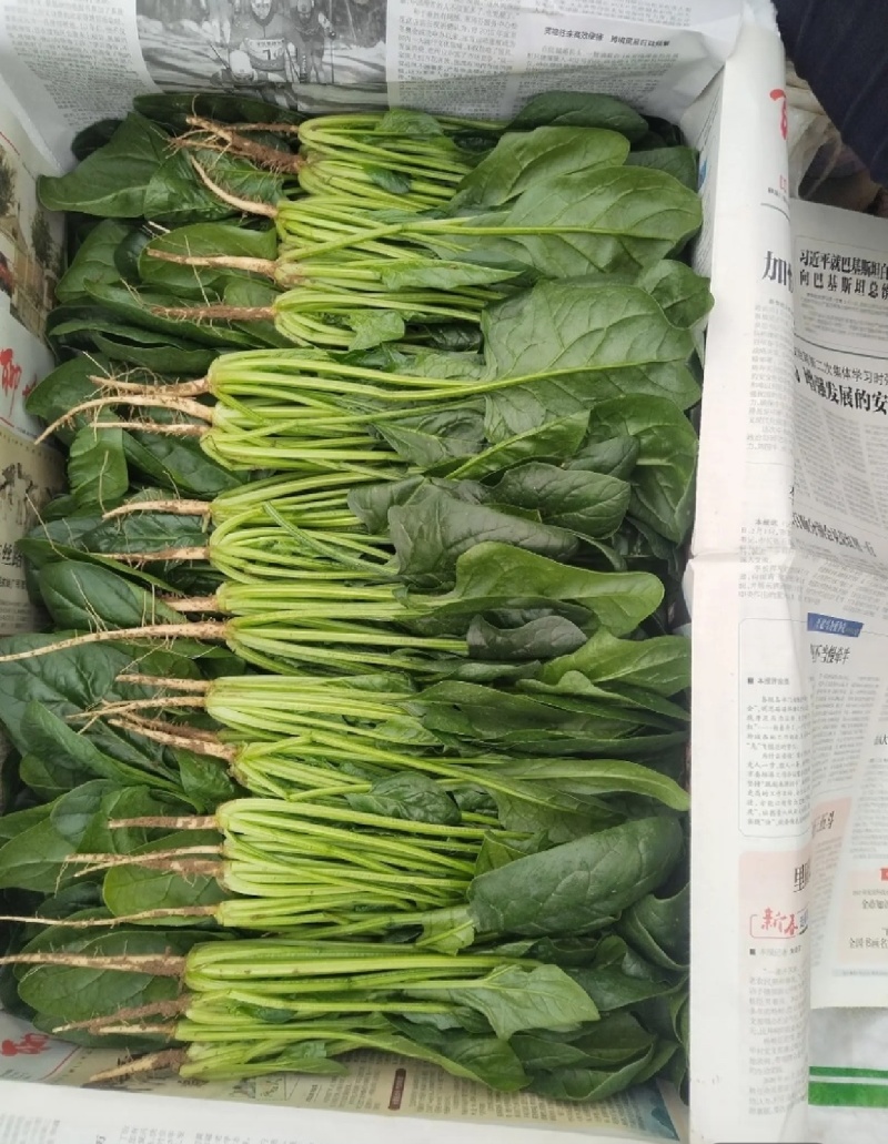 大叶菠菜