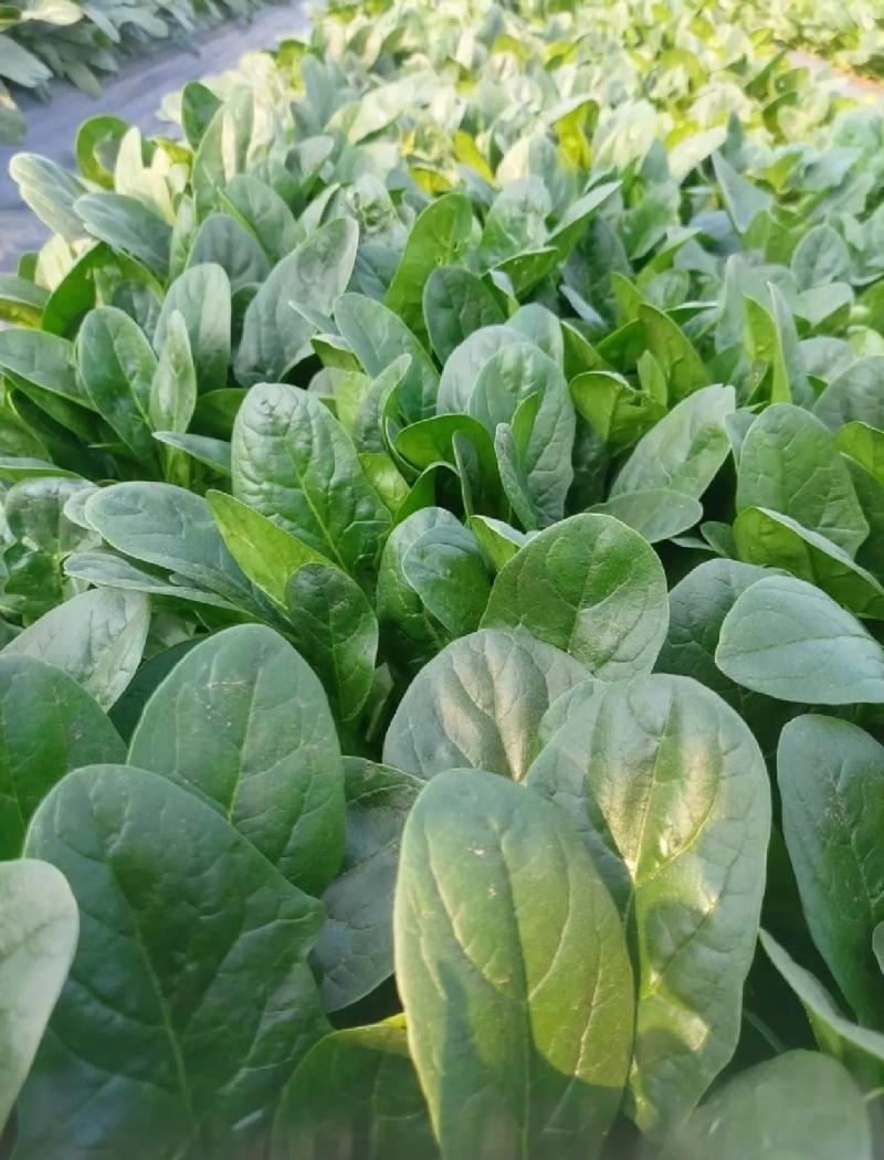 大叶菠菜