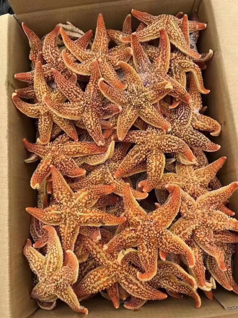 海星规格齐全，价格便宜，货源充足，高品质，个个肥