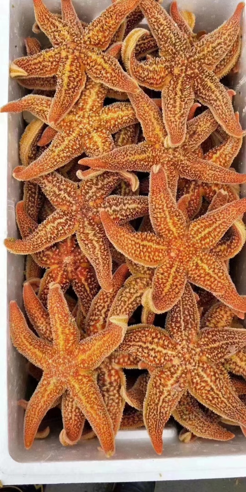 海星规格齐全，价格便宜，货源充足，高品质，个个肥