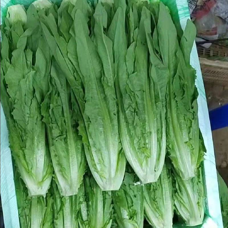 精品优质油麦菜产地直发