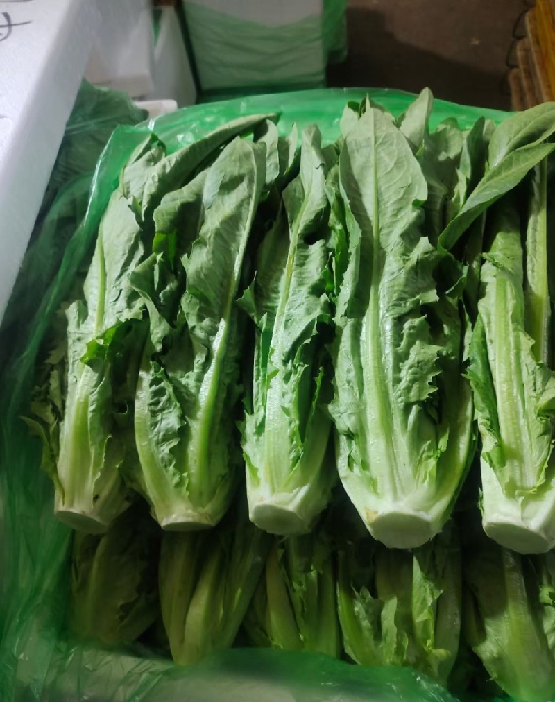 精品优质油麦菜产地直发
