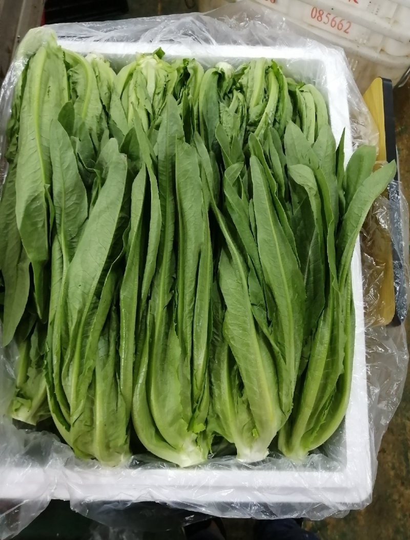 精品优质油麦菜产地直发