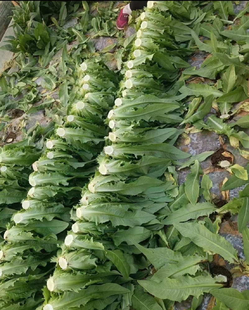 精品优质油麦菜产地直发