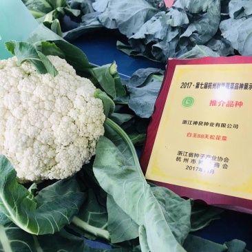 白玉矮脚88天春秋优质