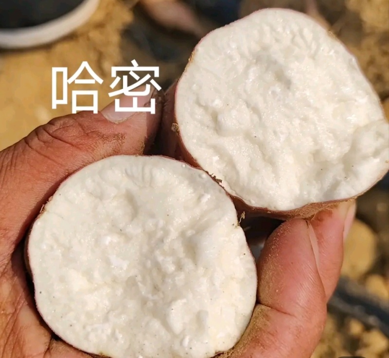 【低价】河北白哈密冰糖心红薯品质保证一手货源价格优惠来电