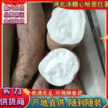 【低价】河北白哈密冰糖心红薯品质保证一手货源价格优惠来电