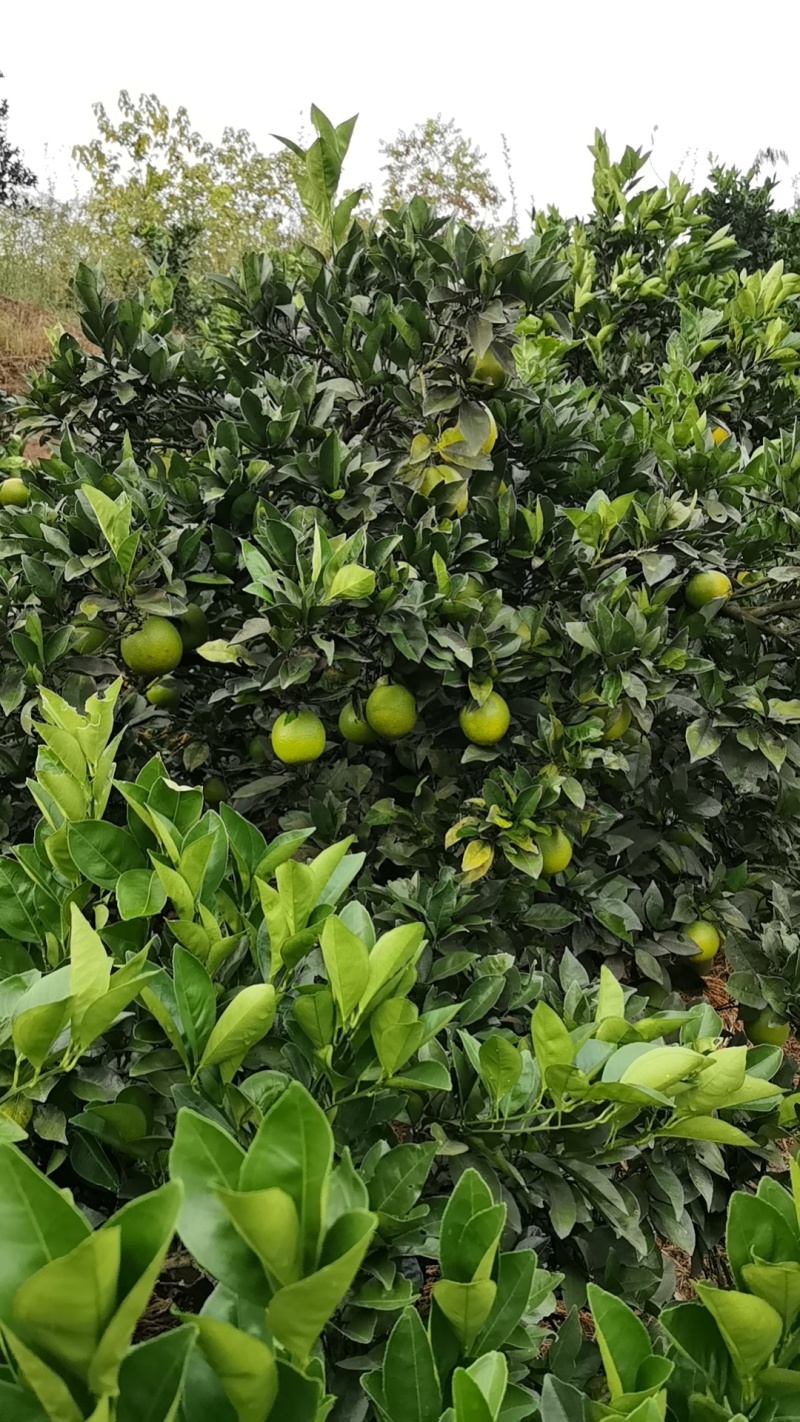 怀化脐橙湖南纽荷尔脐橙产地直发提供一条龙服务