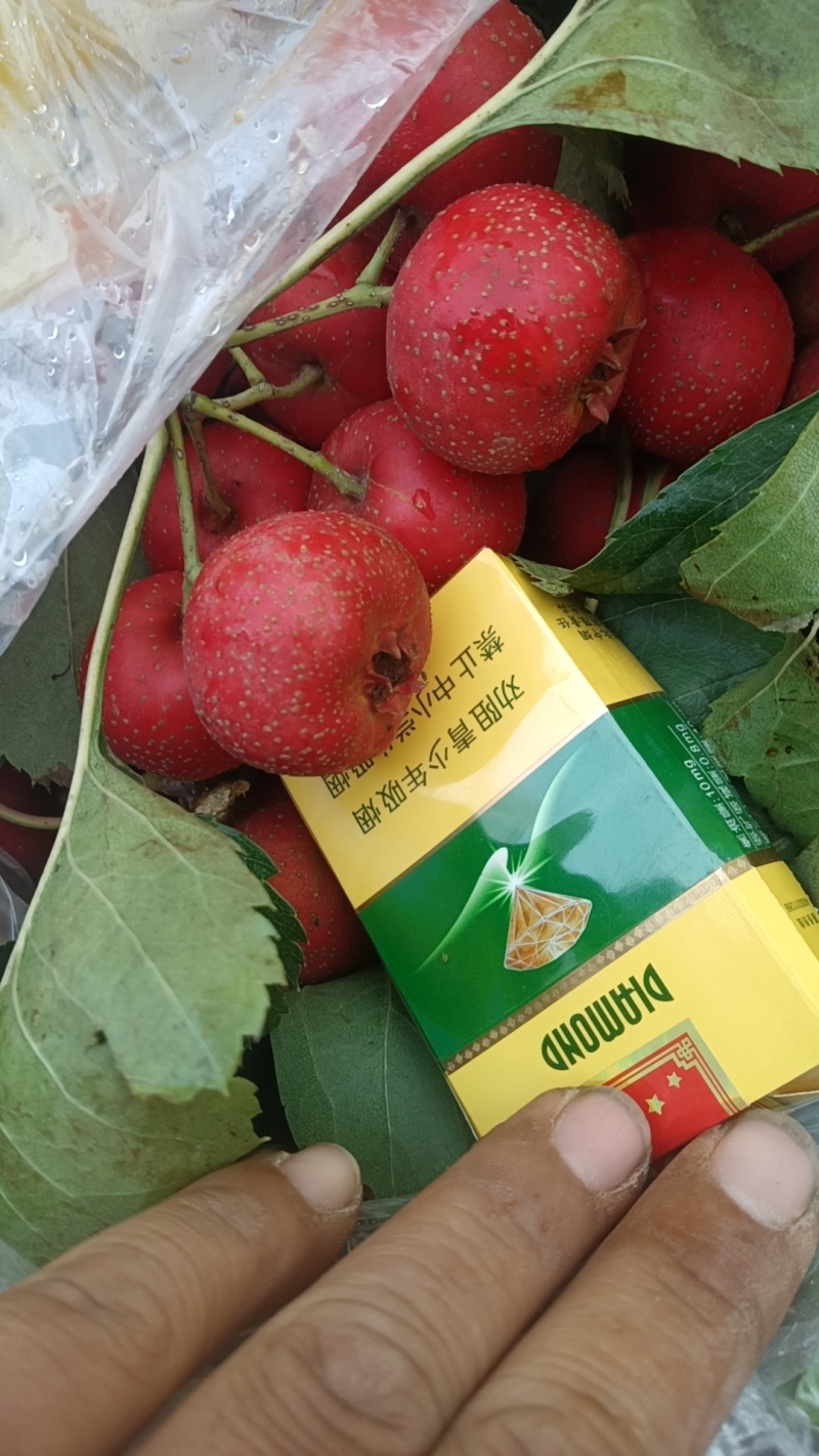 大金星商品叶串二十到二十五个一斤