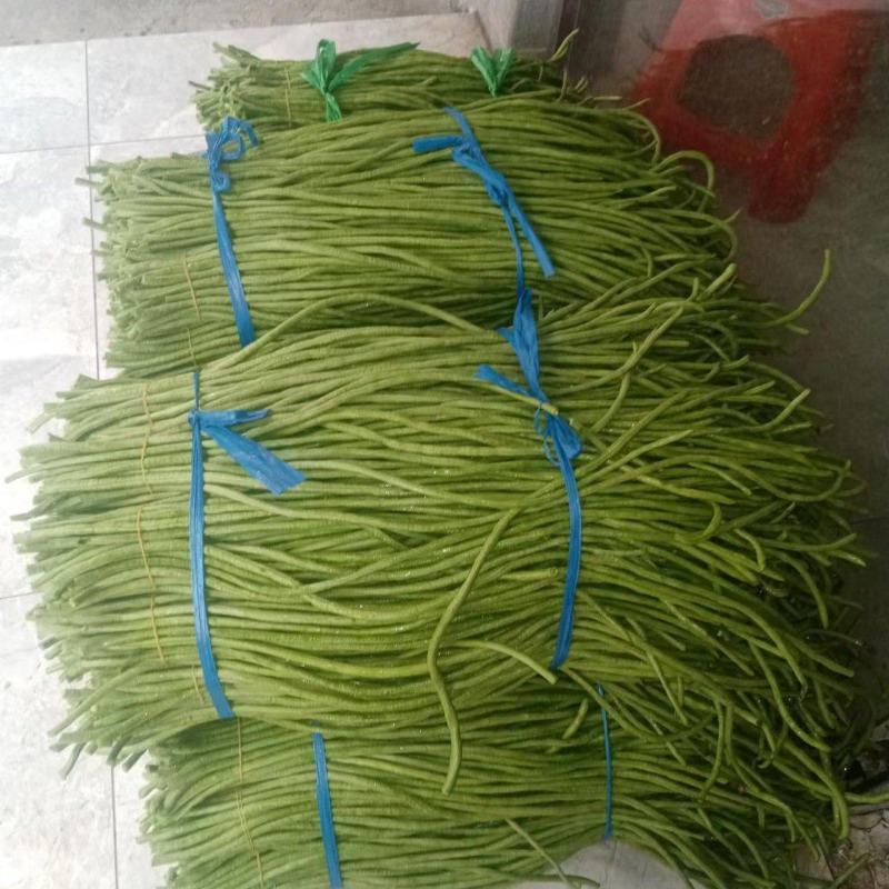 大量精选豆角王中王产地直供！现摘现发保证质量不满意包退！