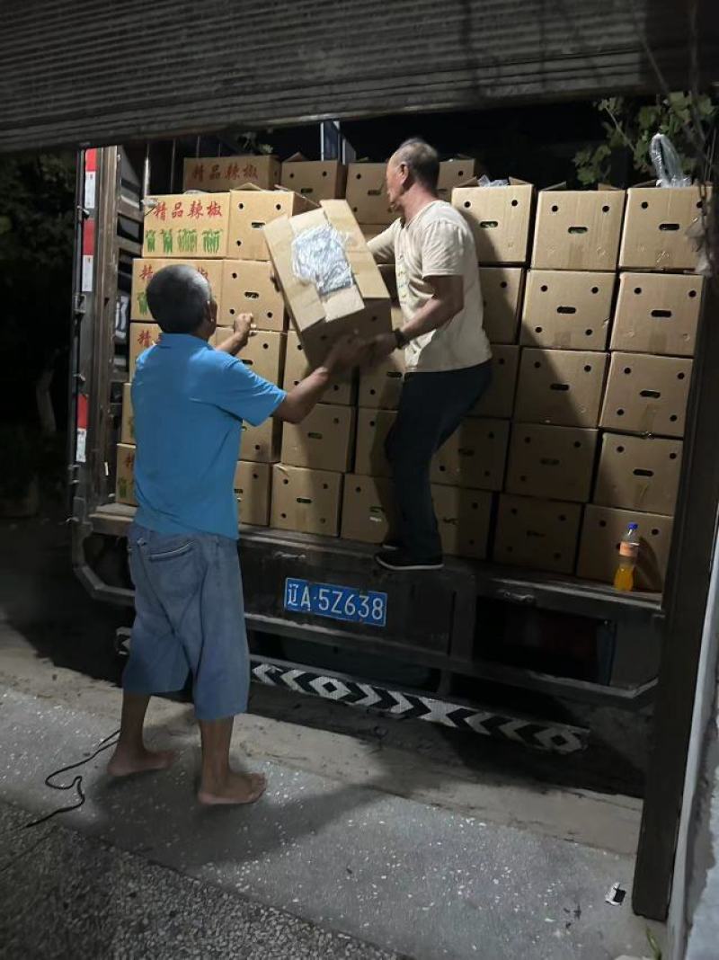 精品朝天椒大量供应，周口货源充足，量大从优，可视频看