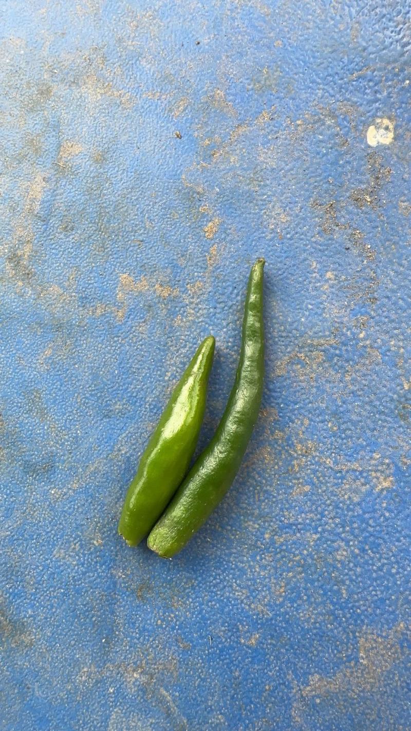 精品朝天椒大量供应，周口货源充足，量大从优，可视频看