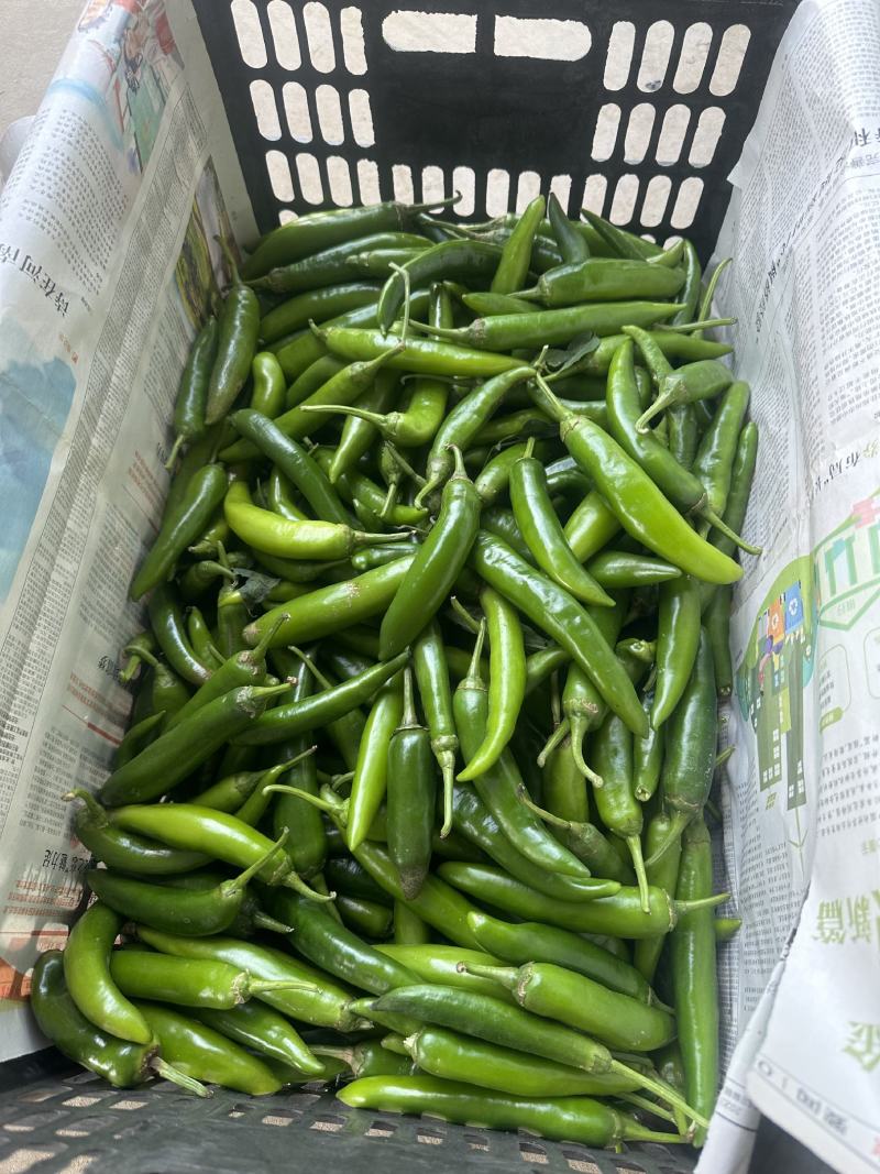 精品朝天椒大量供应，周口货源充足，量大从优，可视频看