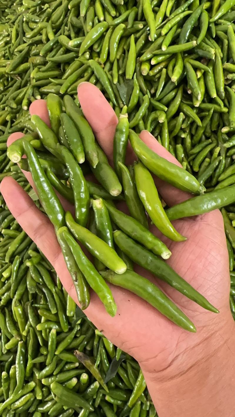 精品朝天椒大量供应，周口货源充足，量大从优，可视频看