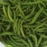 辽宁绥中杭椒掉价1.5
