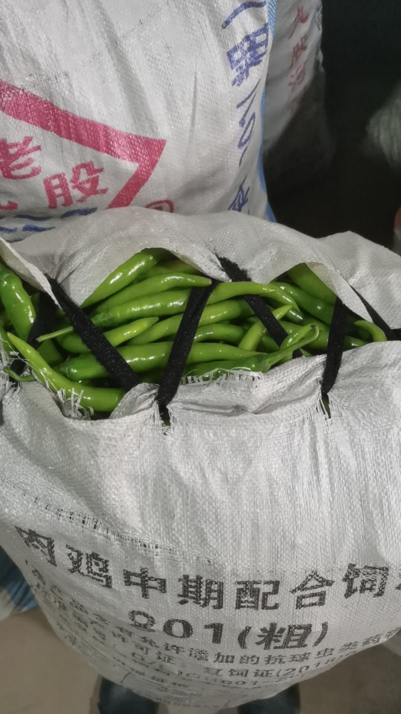 辽宁绥中杭椒掉价1.5