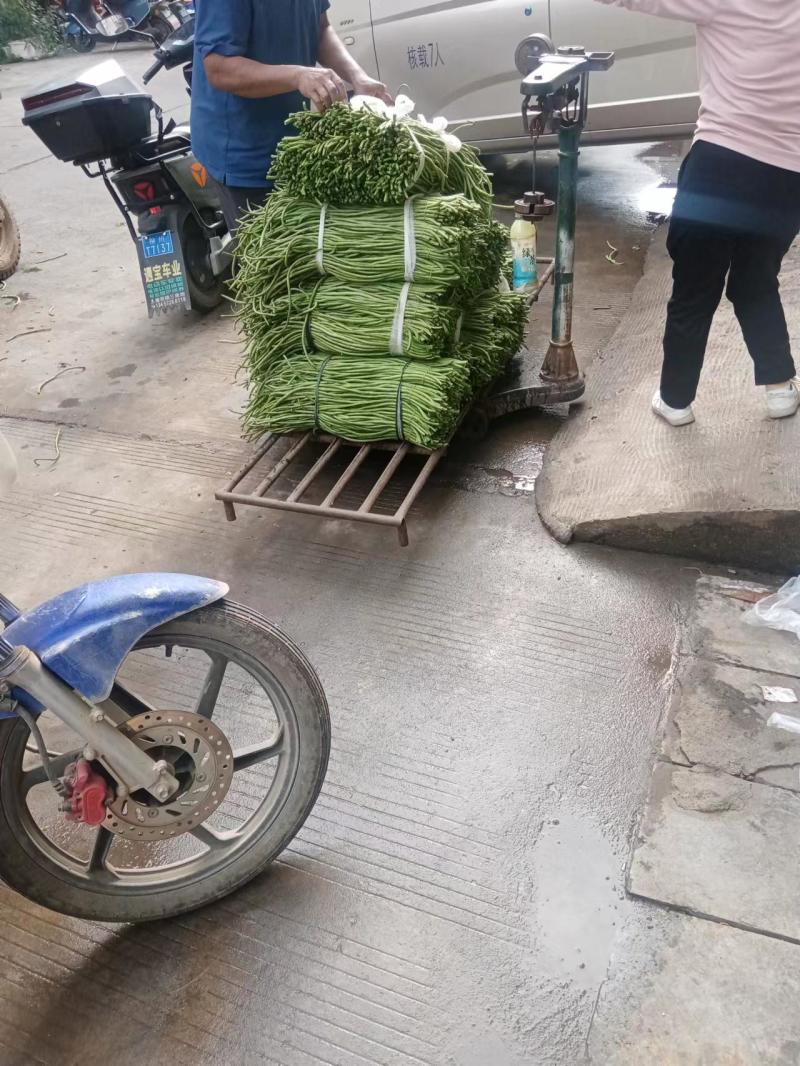 千亩精品豆角发全国！基地直供一手货源！质量好！不满意包退