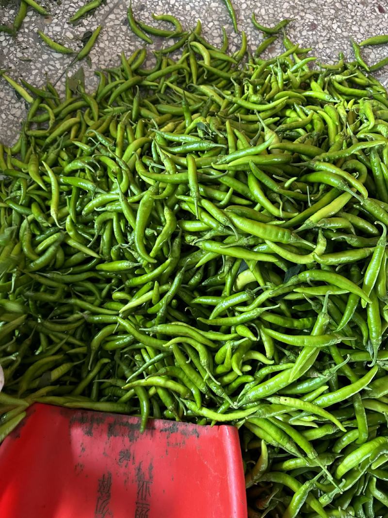 电商辣椒基地青椒，精品杭椒，产地代收直发，