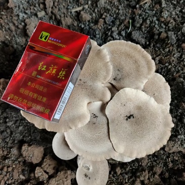 【推荐】河南灵芝菇/新品上市/全国供应/欢迎咨询