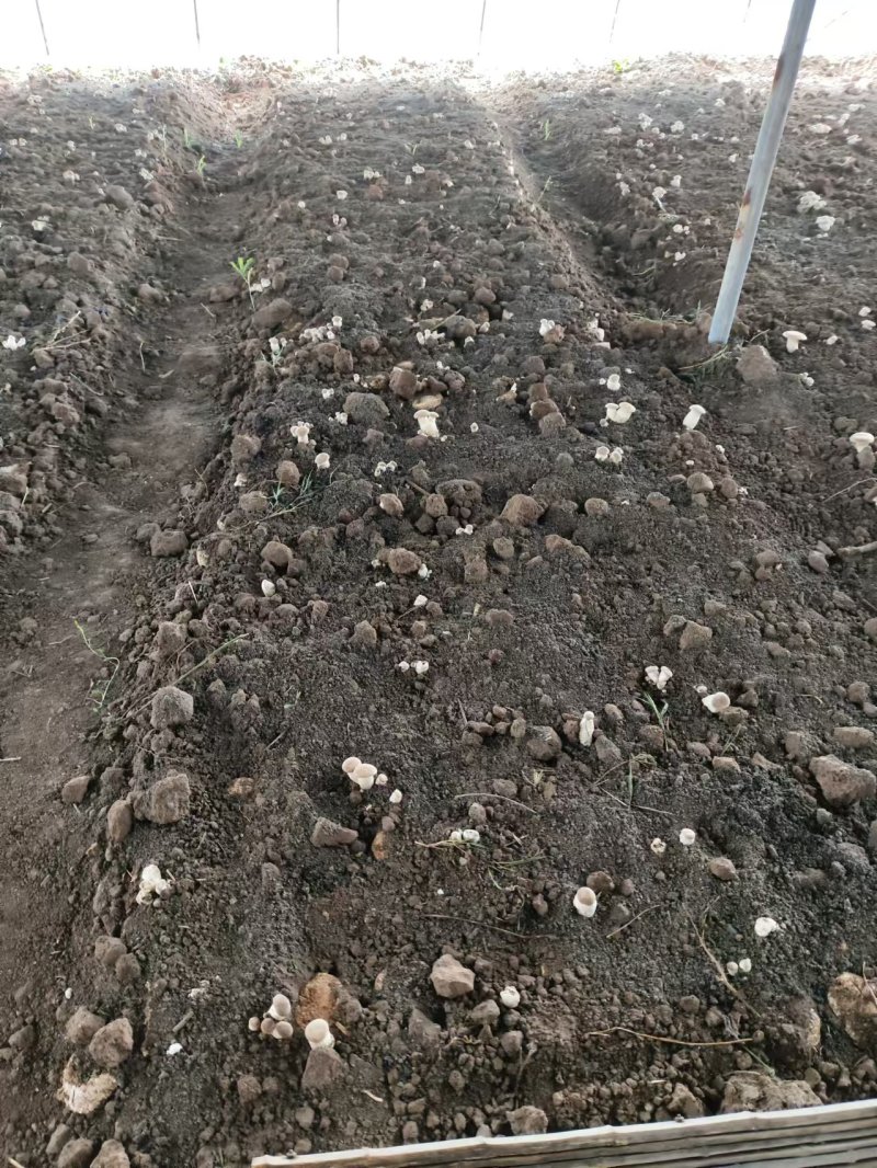 【推荐】河南灵芝菇/新品上市/全国供应/欢迎咨询