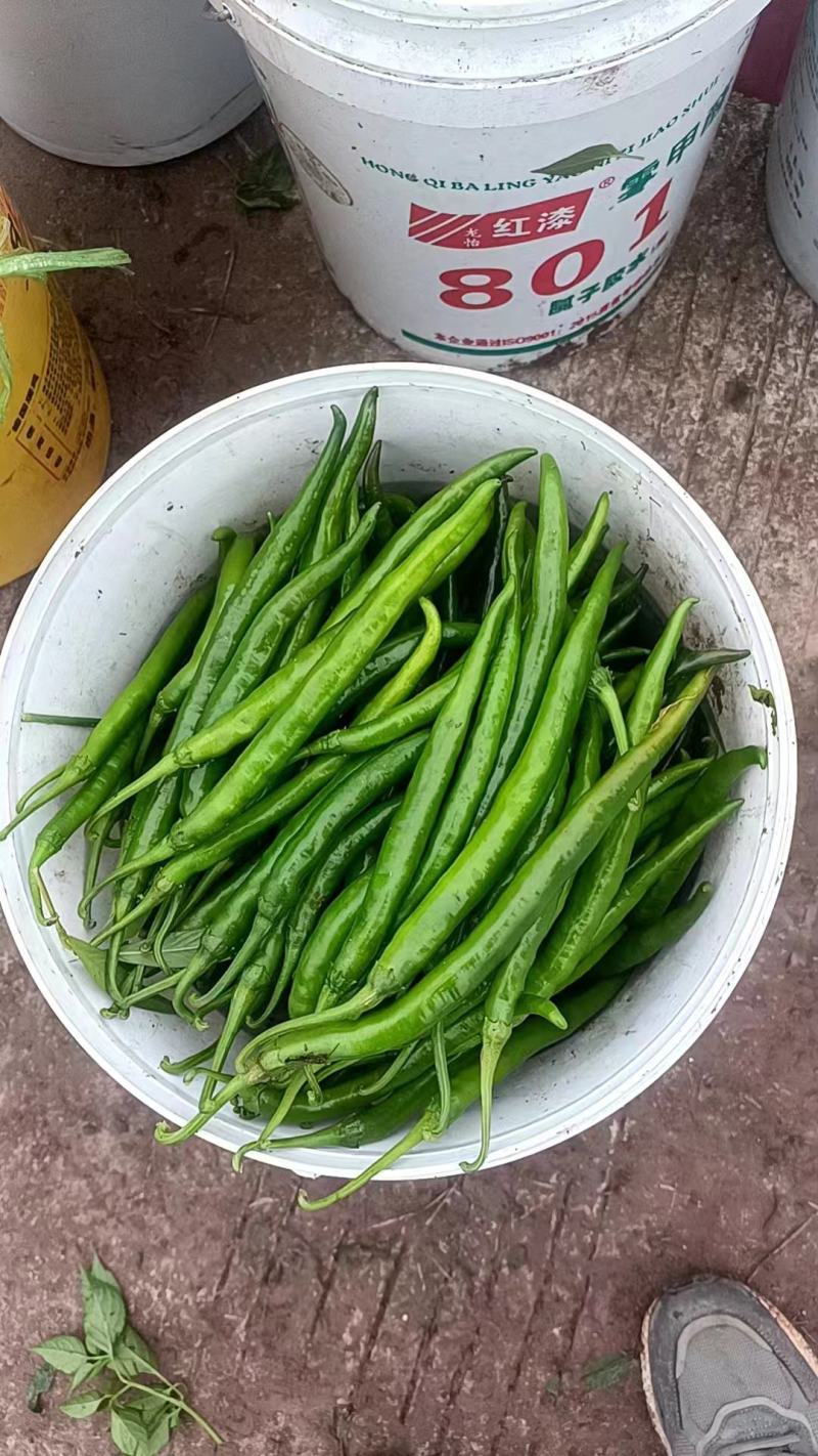 线椒，鲜辣椒，周口产地直发，诚信经营，对接加工厂量大。