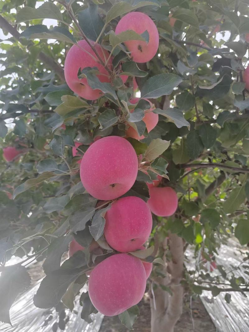 （精）阿克苏冰糖心苹果产地直发货源充足保质保量量大优惠