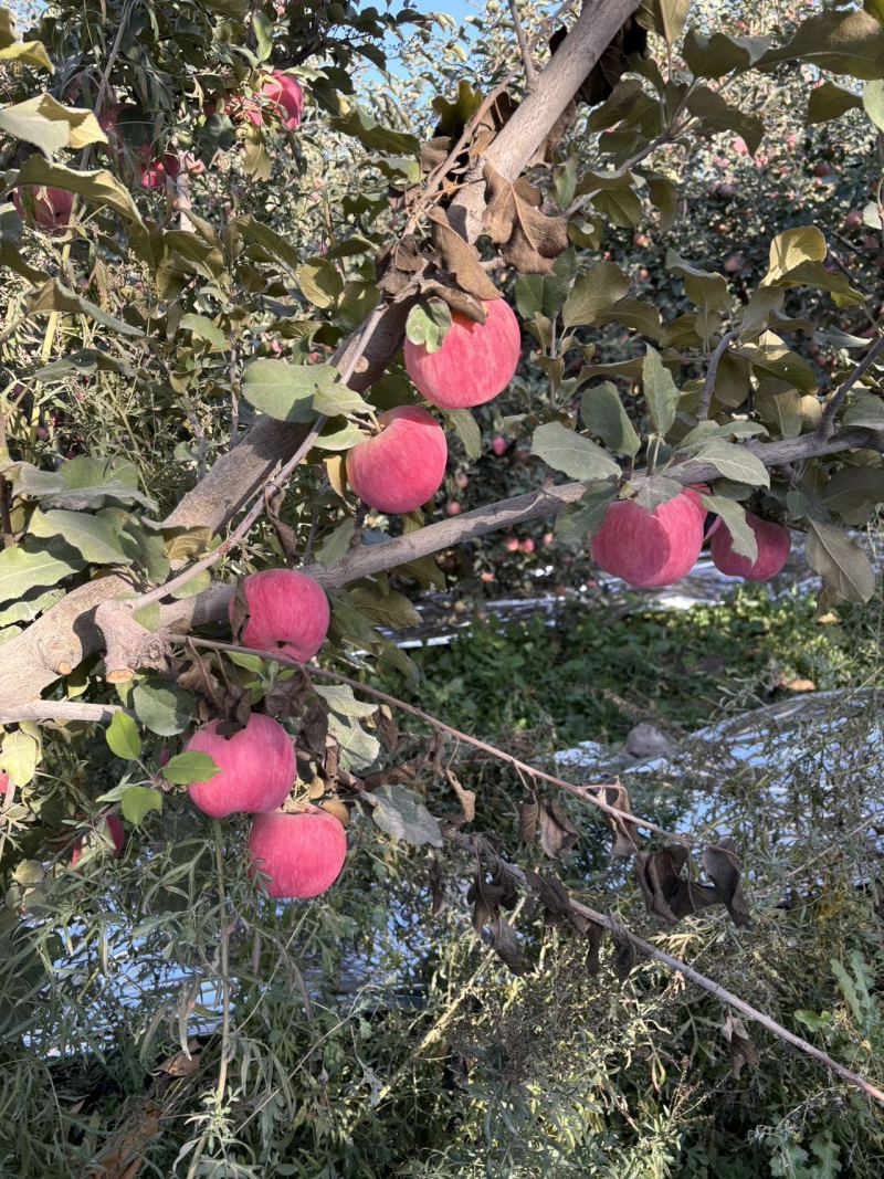 （精）阿克苏冰糖心苹果产地直发货源充足保质保量量大优惠