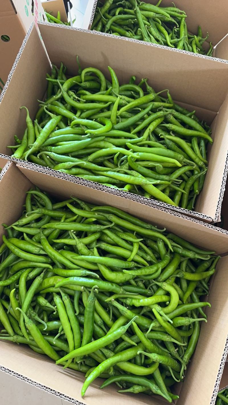 辣椒，线椒，河南辣椒，河南线椒，鲜辣椒，青线椒，全国发货