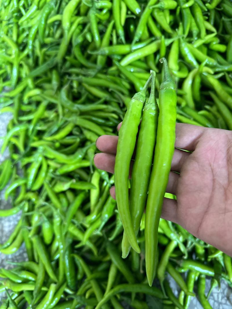 辣椒，线椒，河南辣椒，河南线椒，鲜辣椒，青线椒，全国发货