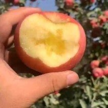 阿克苏冰糖心苹果