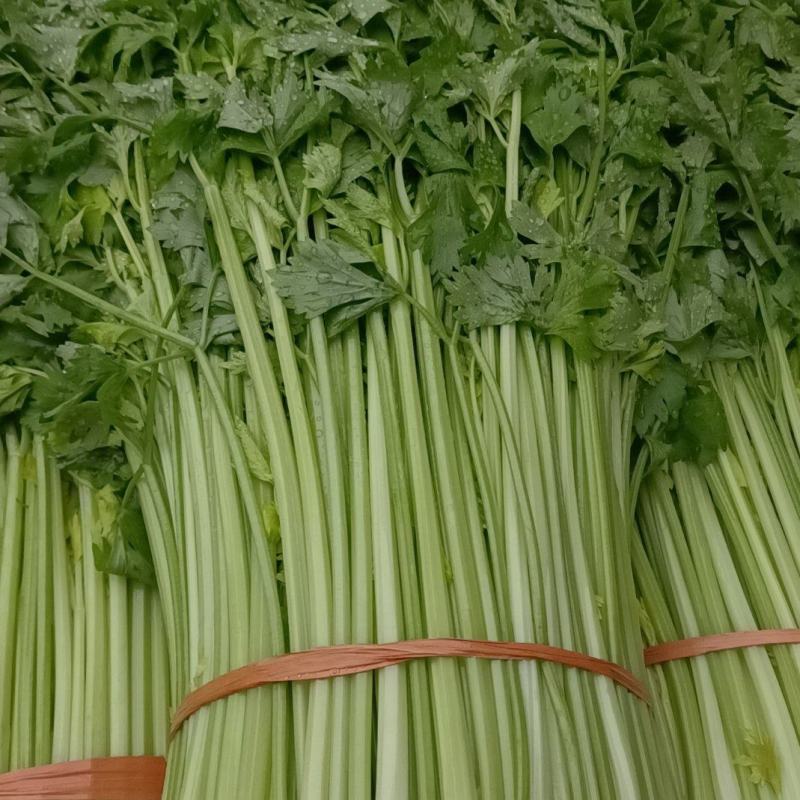 徐州小西芹，黄亮，大棚菜，地头发货全国供应